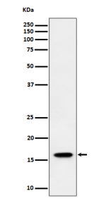 Western blot analysis of TCEB2/ELOB expression in human HeLa cell lysate using ELOB antibody. Western blot shows a band at ~16 kDa, higher than the calculated ~13 kDa, consistent with the known slower SDS-PAGE migration of small ubiquitin-like proteins such as Elongin B.