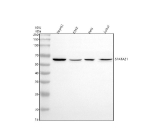 Western blot analysis of SPATA21 using anti-SPATA21 antibody. Electrophoresis was performed on a 10% SDS-PAGE gel at 80V (Stacking gel) / 120V (Resolving gel) for 2 hours. Lane 1: human HepG2 whole cell lysates, Lane 2: human K562 whole cell lysates, Lane 3: human Hela whole cell lysates, Lane 4: human Jurkat whole cell lysates. After electrophoresis, proteins were transferred to a nitrocellulose membrane at 150 mA for 50-90 minutes. Blocked the membrane with 5% non-fat milk/TBS for 1.5 hour at RT. The membrane was incubated with rabbit anti-SPATA21 antibody at 0.5 ug/ml overnight at 4oC, then washed with TBS-0.1%Tween 3 times with 5 minutes each and probed with a goat anti-rabbit IgG-HRP secondary antibody at a dilution of 1:5000 for 1.5 hour at RT. The signal was developed using an ECL Plus Western Blotting Substrate. Western blot probed with anti-SPATA21 shows a major band at ~60 kDa, higher than the predicted ~52 kDa, consistent with phosphorylated forms of SPATA21 that migrate more slowly on SDS-PAGE.