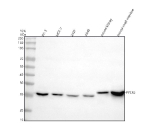 Western blot analysis of PYCRL/PYCR3 using anti-PYCR3 antibody. Lane 1: human PC-3 whole cell lysates, Lane 2: human MCF-7 whole cell lysates, Lane 3: human 293T whole cell lysates, Lane 4: human whole cell lysates, Lane 5: mouse kidney tissue lysates, Lane 6: mouse small intestine tissue lysates. After electrophoresis, proteins were transferred to a nitrocellulose membrane at 150 mA for 50-90 minutes. Blocked the membrane with 5% non-fat milk/TBS for 1.5 hour at RT. The membrane was incubated with rabbit anti-PYCR3 antibody at 0.5 ug/ml overnight at 4oC, then washed with TBS-0.1%Tween 3 times with 5 minutes each and probed with a goat anti-rabbit IgG-HRP secondary antibody at a dilution of 1:5000 for 1.5 hour at RT. The signal was developed using enhanced chemiluminescent. A specific band was detected for PYCRL/PYCR3 at approximately 29 kDa. The expected molecular weight of PYCRL/PYCR3 is at 29 kDa.