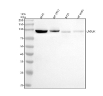 Western blot analysis of LRGUK using anti-LRGUK antibody. Electrophoresis was performed on a 10% SDS-PAGE gel at 80V (Stacking gel) / 120V (Resolving gel) for 2 hours. Lane 1: human SIHA whole cell lysates, Lane 2: human SH-SY5Y whole cell lysates, Lane 3: human whole cell lysates, Lane 4: rat testis tissue lysates. After electrophoresis, proteins were transferred to a nitrocellulose membrane at 150 mA for 50-90 minutes. Blocked the membrane with 5% non-fat milk/TBS for 1.5 hour at RT. The membrane was incubated with rabbit anti-LRGUK antibody at 0.5 ug/ml overnight at 4oC, then washed with TBS-0.1%Tween 3 times with 5 minutes each and probed with a goat anti-rabbit IgG-HRP secondary antibody at a dilution of 1:5000 for 1.5 hour at RT. The signal was developed using an ECL Plus Western Blotting Substrate. A specific band was detected for LRGUK at approximately 94 kDa. The expected molecular weight of LRGUK is ~94 kDa.