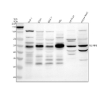 Western blot analysis of TESMIN using anti-TESMIN antibody. Electrophoresis was performed on a 10% SDS-PAGE gel at 80V (Stacking gel) / 120V (Resolving gel) for 2 hours. Lane 1: human THP-1 whole cell lysates, Lane 2: human K562 whole cell lysates, Lane 3: human MCF-7 whole cell lysates, Lane 4: human HEL whole cell lysates, Lane 5: rat heart tissue lysates, Lane 6: mouse heart tissue lysates. After electrophoresis, proteins were transferred to a nitrocellulose membrane at 150 mA for 50-90 minutes. Blocked the membrane with 5% non-fat milk/TBS for 1.5 hour at RT. The membrane was incubated with rabbit anti-TESMIN antibody at 0.5 ug/ml overnight at 4oC, then washed with TBS-0.1%Tween 3 times with 5 minutes each and probed with a goat anti-rabbit IgG-HRP secondary antibody at a dilution of 1:5000 for 1.5 hour at RT. The signal was developed using an ECL Plus Western Blotting Substrate. A dominant band is observed at ~50 kDa with additional nearby bands, consistent with reported isoforms and phosphorylation-dependent mobility relative to the ~55 kDa calculated mass.