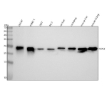Western blot analysis of ISOC2 using anti-ISOC2 antibody. Lane 1: human LNCAP whole cell lysates, Lane 2: human PANC-1 whole cell lysates, Lane 3: human 293T whole cell lysates, Lane 4: human PC-3 whole cell lysates, Lane 5: rat liver tissue lysates, Lane 6: rat kidney tissue lysates, Lane 7: mouse liver tissue lysates, Lane 8: mouse kidney tissue lysates. After electrophoresis, proteins were transferred to a nitrocellulose membrane at 150 mA for 50-90 minutes. Blocked the membrane with 5% non-fat milk/TBS for 1.5 hour at RT. The membrane was incubated with rabbit anti-ISOC2 antibody at 0.25 ug/ml overnight at 4oC, then washed with TBS-0.1%Tween 3 times with 5 minutes each and probed with a goat anti-rabbit IgG-HRP secondary antibody at a dilution of 1:5000 for 1.5 hour at RT. The signal was developed using enhanced chemiluminescent. A specific band was detected for ISOC2 at approximately 22 kDa. The expected molecular weight of ISOC2 is ~22 kDa.