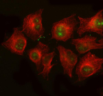 S100P Antibody for IF in cultured cells. Immunofluorescence analysis using S100P Antibody for IF (green) and beta tubulin antibody (red) demonstrates S100 Calcium Binding Protein P / S100P staining predominantly within nuclear regions of the cells, showing punctate signal within the nuclei. Beta tubulin staining outlines the cytoplasmic cytoskeleton and defines overall cell morphology. Cells were incubated with rabbit anti-S100P antibody and mouse anti-beta tubulin antibody followed by DyLight 488 goat anti-rabbit IgG and DyLight 594 goat anti-mouse IgG secondary antibodies. Fluorescent imaging was performed using a fluorescence microscope with appropriate filter sets for the fluorophores.
