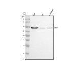 Western blot analysis of GGN using anti-GGN antibody. Electrophoresis was performed on a 10% SDS-PAGE gel at 80V (Stacking gel) / 120V (Resolving gel) for 2 hours. Lane 1: human U251 whole cell lysates, Lane 2: rat C6 whole cell lysates, Lane 3: mouse RAW264.7 whole cell lysates. After electrophoresis, proteins were transferred to a nitrocellulose membrane at 150 mA for 50-90 minutes. Blocked the membrane with 5% non-fat milk/TBS for 1.5 hour at RT. The membrane was incubated with rabbit anti-GGN antibody at 0.5 ug/ml overnight at 4oC, then washed with TBS-0.1%Tween 3 times with 5 minutes each and probed with a goat anti-rabbit IgG-HRP secondary antibody at a dilution of 1:5000 for 1.5 hour at RT. The signal was developed using an ECL Plus Western Blotting Substrate. A specific band was detected for GGN at approximately 67 kDa. The expected molecular weight of GGN is ~67 kDa.