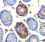 Immunohistochemical staining of HERC4 using anti-HERC4 antibody. HERC4 was detected in a paraffin-embedded section of mouse testis tissue. Heat mediated antigen retrieval was performed in EDTA buffer (pH 8.0, epitope retrieval solution). The tissue section was blocked with 10% goat serum. The tissue section was then incubated with 2 ug/ml rabbit anti-HERC4 antibody overnight at 4oC. Peroxidase Conjugated Goat Anti-rabbit IgG was used as secondary antibody and incubated for 30 minutes at 37oC. The tissue section was developed using an HRP secondary and DAB substrate.