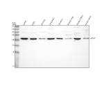 Western blot analysis of H1-7 using anti-H1-7 antibody. Lane 1: human Jurkat whole cell lysates, Lane 2: human K562 whole cell lysates, Lane 3: rat lung tissue lysates, Lane 4: rat kidney tissue lysates, Lane 5: rat testis tissue lysates, Lane 6: mouse lung tissue lysates, Lane 7: mouse kidney tissue lysates, Lane 8: mouse testis tissue lysates, After electrophoresis, proteins were transferred to a nitrocellulose membrane at 150 mA for 50-90 minutes. Blocked the membrane with 5% non-fat milk/TBS for 1.5 hour at RT. The membrane was incubated with rabbit anti-H1-7 antibody at 0.25 ug/ml overnight at 4oC, then washed with TBS-0.1%Tween 3 times with 5 minutes each and probed with a goat anti-rabbit IgG-HRP secondary antibody at a dilution of 1:5000 for 1.5 hour at RT. The signal was developed using enhanced chemiluminescent. A specific band was detected for H1-7 at approximately 28 kDa. The expected molecular weight of H1-7 is ~28 kDa.