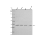 Western blot analysis of OPN5 using anti-OPN5 antibody. Electrophoresis was performed on a 10% SDS-PAGE gel at 80V (Stacking gel) / 120V (Resolving gel) for 2 hours. Lane 1: human U251 whole cell lysates, Lane 2: human HepG2 whole cell lysates, Lane 3: rat C6 whole cell lysates, Lane 4: mouse Neuro-2a whole cell lysates. After electrophoresis, proteins were transferred to a nitrocellulose membrane at 150 mA for 50-90 minutes. Blocked the membrane with 5% non-fat milk/TBS for 1.5 hour at RT. The membrane was incubated with rabbit anti-OPN5 antibody at 0.5 ug/ml overnight at 4oC, then washed with TBS-0.1%Tween 3 times with 5 minutes each and probed with a goat anti-rabbit IgG-HRP secondary antibody at a dilution of 1:5000 for 1.5 hour at RT. The signal was developed using an ECL Plus Western Blotting Substrate. The predicted molecular weight of OPN5 is ~40 kDa.