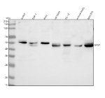 Western blot analysis of GAS7 using anti-GAS7 antibody. Lane 1: human Jurkat whole cell lysates, Lane 2: human THP-1 whole cell lysates, Lane 3: human Hela whole cell lysates, Lane 4: rat testis tissue lysates, Lane 5: rat PC-12 whole cell lysates, Lane 6: mouse testis tissue lysates, Lane 7: mouse NIH/3T3 whole cell lysates. After electrophoresis, proteins were transferred to a nitrocellulose membrane at 150 mA for 50-90 minutes. Blocked the membrane with 5% non-fat milk/TBS for 1.5 hour at RT. The membrane was incubated with rabbit anti-GAS7 antibody at 0.5 ug/ml overnight at 4oC, then washed with TBS-0.1%Tween 3 times with 5 minutes each and probed with a goat anti-rabbit IgG-HRP secondary antibody at a dilution of 1:5000 for 1.5 hour at RT. The signal was developed using enhanced chemiluminescent. Predicted molecular weight: 39-54 kDa (multiple isoforms).