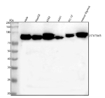 Western blot analysis of STAT5A/B using anti-STAT5A/B antibody. Lane 1: human Hela whole cell lysates, Lane 2: human HepG2 whole cell lysates, Lane 3: human K562 whole cell lysates, Lane 4: human whole cell lysates, Lane 5: rat PC-12 whole cell lysates, Lane 6: mouse thymus tissue lysates. After electrophoresis, proteins were transferred to a nitrocellulose membrane at 150 mA for 50-90 minutes. Blocked the membrane with 5% non-fat milk/TBS for 1.5 hour at RT. The membrane was incubated with rabbit anti-STAT5A/B antibody at 0.5 ug/ml overnight at 4oC, then washed with TBS-0.1%Tween 3 times with 5 minutes each and probed with a goat anti-rabbit IgG-HRP secondary antibody at a dilution of 1:5000 for 1.5 hour at RT. The signal was developed using enhanced chemiluminescent. A doublet is observed between ~85-90 kDa, corresponding to STAT5A and STAT5B isoforms (predicted ~91 kDa). The minor migration difference reflects known phosphorylation- and isoform-dependent mobility shifts.