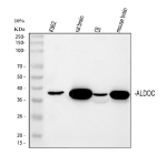 Western blot analysis of Aldolase C/ALDOC using anti-ALDOC antibody. Lane 1: human K562 whole cell lysates, Lane 2: rat brain tissue lysates, Lane 3: rat C6 whole cell lysates, Lane 4: mouse brain tissue lysates. After electrophoresis, proteins were transferred to a nitrocellulose membrane at 150 mA for 50-90 minutes. Blocked the membrane with 5% non-fat milk/TBS for 1.5 hour at RT. The membrane was incubated with rabbit anti-ALDOC antibody at 0.5 ug/ml overnight at 4oC, then washed with TBS-0.1%Tween 3 times with 5 minutes each and probed with a goat anti-rabbit IgG-HRP secondary antibody at a dilution of 1:5000 for 1.5 hour at RT. The signal was developed using enhanced chemiluminescent. A specific band was detected for Aldolase C/ALDOC at approximately 39 kDa. The expected molecular weight of Aldolase C/ALDOC is at 39 kDa.