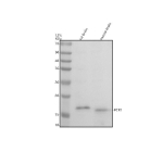 Western blot analysis of PCP2 using anti-PCP2 antibody. Electrophoresis was performed on a 12% SDS-PAGE gel at 80V (Stacking gel) / 120V (Resolving gel) for 2 hours. Lane 1: rat brain tissue lysates, Lane 2: mouse brain tissue lysates. After electrophoresis, proteins were transferred to a nitrocellulose membrane at 150 mA for 50-90 minutes. Blocked the membrane with 5% non-fat milk/TBS for 1.5 hour at RT. The membrane was incubated with rabbit anti-PCP2 antibody at 0.5 ug/ml overnight at 4oC, then washed with TBS-0.1%Tween 3 times with 5 minutes each and probed with a goat anti-rabbit IgG-HRP secondary antibody at a dilution of 1:5000 for 1.5 hour at RT. The signal was developed using an ECL Plus Western Blotting Substrate. A specific band was detected for PCP2 at approximately 15 kDa. The expected molecular weight of PCP2 is ~15 kDa.