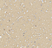 Immunohistochemical staining of SNCA using anti-SNCA antibody. SNCA was detected in a paraffin-embedded section of human brain tissue. Heat mediated antigen retrieval was performed in EDTA buffer (pH 8.0, epitope retrieval solution). The tissue section was blocked with 10% goat serum. The tissue section was then incubated with 2 ug/ml rabbit anti-SNCA antibody overnight at 4oC. Peroxidase Conjugated Goat Anti-rabbit IgG was used as secondary antibody and incubated for 30 minutes at 37oC. The tissue section was developed using an HRP secondary and DAB substrate.