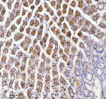 Immunohistochemical staining of RBM42 using anti-RBM42 antibody. RBM42 was detected in a paraffin-embedded section of mouse stomach tissue. Heat mediated antigen retrieval was performed in EDTA buffer (pH 8.0, epitope retrieval solution). The tissue section was blocked with 10% goat serum. The tissue section was then incubated with 2 ug/ml rabbit anti-RBM42 antibody overnight at 4oC. Peroxidase Conjugated Goat Anti-rabbit IgG was used as secondary antibody and incubated for 30 minutes at 37oC. The tissue section was developed using an HRP secondary and DAB substrate.