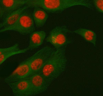 Immunofluorescent staining of RBM42 using anti-RBM42 antibody (red) and anti-Beta Tubulin antibody (green). RBM42 was detected in immunocytochemical section of human HELA cells. Enzyme antigen retrieval was performed using IHC enzyme antigen retrieval reagent for 15 mins. The cells were blocked with 10% goat serum. And then incubated with 5 ug/ml rabbit anti-RBM42 antibody and mouse anti-Beta Tubulin antibody overnight at 4oC. Cy3 Conjugated Goat Anti-Rabbit IgG and FITC Conjugated Goat Anti-Mouse IgG were used as secondary antibody at 1:500 dilution and incubated for 30 minutes at 37oC. Visualize using a fluorescence microscope and filter sets appropriate for the label used.