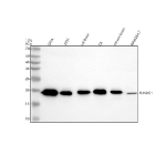 Western blot analysis of FUNDC1 using anti-FUNDC1 antibody. Electrophoresis was performed on a 12% SDS-PAGE gel at 80V (Stacking gel) / 120V (Resolving gel) for 2 hours. Lane 1: human SiHa whole cell lysates, Lane 2: human 293T whole cell lysates, Lane 3: rat brain tissue lysates, Lane 4: rat C6 whole cell lysates, Lane 5: mouse brain tissue lysates, Lane 6: mouse RAW264.7 whole cell lysates. After electrophoresis, proteins were transferred to a nitrocellulose membrane at 150 mA for 50-90 minutes. Blocked the membrane with 5% non-fat milk/TBS for 1.5 hour at RT. The membrane was incubated with rabbit anti-FUNDC1 antibody at 0.5 ug/ml overnight at 4oC, then washed with TBS-0.1%Tween 3 times with 5 minutes each and probed with a goat anti-rabbit IgG-HRP secondary antibody at a dilution of 1:5000 for 1.5 hour at RT. The signal was developed using an ECL Plus Western Blotting Substrate. A specific band was detected for FUNDC1 at approximately 17 kDa. The expected molecular weight of FUNDC1 is ~17 kDa.