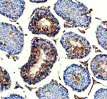 Immunohistochemical staining of IQCM using anti-IQCM antibody. IQCM was detected in a paraffin-embedded section of mouse testis tissue. Heat mediated antigen retrieval was performed in EDTA buffer (pH 8.0, epitope retrieval solution). The tissue section was blocked with 10% goat serum. The tissue section was then incubated with 2 ug/ml rabbit anti-IQCM antibody overnight at 4oC. Peroxidase Conjugated Goat Anti-rabbit IgG was used as secondary antibody and incubated for 30 minutes at 37oC. The tissue section was developed using an HRP secondary and DAB substrate.