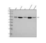 Western blot analysis of IQCM using anti-IQCM antibody. Electrophoresis was performed on a 10% SDS-PAGE gel at 80V (Stacking gel) / 120V (Resolving gel) for 2 hours. Lane 1: human Hela whole cell lysates, Lane 2: rat testis tissue lysates, Lane 3: rat C6 whole cell lysates, Lane 4: mouse testis tissue lysates, Lane 5: mouse RAW264.7 whole cell lysates. After electrophoresis, proteins were transferred to a nitrocellulose membrane at 150 mA for 50-90 minutes. Blocked the membrane with 5% non-fat milk/TBS for 1.5 hour at RT. The membrane was incubated with rabbit anti-IQCM antibody at 0.5 ug/ml overnight at 4oC, then washed with TBS-0.1%Tween 3 times with 5 minutes each and probed with a goat anti-rabbit IgG-HRP secondary antibody at a dilution of 1:5000 for 1.5 hour at RT. The signal was developed using an ECL Plus Western Blotting Substrate. A specific band was detected for IQCM at approximately 60 kDa. The expected molecular weight of IQCM is ~60 kDa.