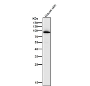MPO Antibody for WB / Myeloperoxidase Western Blot Antibody (clone 32M13). Western blot analysis of mouse skin lysate using MPO antibody for WB (clone 32M13) at 1:1000 dilution for 1 hour at room temperature. A prominent band is detected at approximately 70-75 kDa, consistent with the predicted molecular weight of the Myeloperoxidase / MPO alpha chain. The observed band may migrate slightly higher depending on glycosylation state, which is common for MPO due to post-translational modification of the enzyme in granulocytic cells.