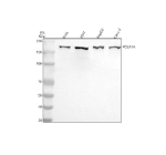 Western blot analysis of POLR1A using anti-POLR1A antibody. Lane 1: human Hela whole cell lysates, Lane 2: human 293T whole cell lysates, Lane 3: human HepG2 whole cell lysates, Lane 4: human Caco-2 whole cell lysates. After electrophoresis, proteins were transferred to a nitrocellulose membrane at 150 mA for 50-90 minutes. Blocked the membrane with 5% non-fat milk/TBS for 1.5 hour at RT. The membrane was incubated with rabbit anti-POLR1A antibody at 0.5 ug/ml overnight at 4oC, then washed with TBS-0.1%Tween 3 times with 5 minutes each and probed with a goat anti-rabbit IgG-HRP secondary antibody at a dilution of 1:5000 for 1.5 hour at RT. The signal was developed using enhanced chemiluminescent. A specific band was detected for POLR1A at approximately 195 kDa. The expected molecular weight of POLR1A is ~195 kDa.