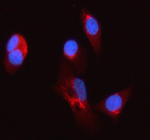 Immunofluorescent staining of SYCN using anti-SYCN antibody (red). SYCN was detected in an immunocytochemical section of PC-3 cells. Enzyme antigen retrieval was performed using IHC enzyme antigen retrieval reagent for 15 mins. The cells were blocked with 10% goat serum. And then incubated with 5 ug/ml rabbit anti-SYCN antibody overnight at 4oC. Cy3 Conjugated Goat Anti-Rabbit IgG was used as secondary antibody at 1:500 dilution and incubated for 30 minutes at 37oC. The section was counterstained with DAPI nuclear stain (blue). Visualize using a fluorescence microscope and filter sets appropriate for the label used.