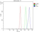 Flow Cytometry analysis of K562 cells using anti-SYCN antibody. Overlay histogram showing K562 cells stained with (Blue line). To facilitate intracellular staining, cells were fixed with 4% paraformaldehyde and permeabilized with permeabilization buffer. The cells were blocked with 10% normal goat serum. And then incubated with rabbit anti-SYCN antibody (1 ug/million cells) for 30 min at 20oC. DyLight 488 conjugated goat anti-rabbit IgG (5-10 ug/million cells) was used as secondary antibody for 30 minutes at 20oC. Isotype control antibody (Green line) was rabbit IgG (1 ug/million cells) used under the same conditions. Unlabelled sample (Red line) was also used as a control.