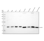 Western blot analysis of NDUFB11 using anti-NDUFB11 antibody. Electrophoresis was performed on a 12% SDS-PAGE gel at 80V (Stacking gel) / 120V (Resolving gel) for 2 hours. Lane 1: human 293T whole cell lysates, Lane 2: human Hela whole cell lysates, Lane 3: human PC-3 whole cell lysates, Lane 4: human MCF-7 whole cell lysates, Lane 5: rat heart tissue lysates, Lane 6: rat kidney tissue lysates, Lane 7: mouse heart tissue lysates, Lane 8: mouse kidney tissue lysates. After electrophoresis, proteins were transferred to a nitrocellulose membrane at 150 mA for 50-90 minutes. Blocked the membrane with 5% non-fat milk/TBS for 1.5 hour at RT. The membrane was incubated with rabbit anti-NDUFB11 antibody at 0.5 ug/ml overnight at 4oC, then washed with TBS-0.1%Tween 3 times with 5 minutes each and probed with a goat anti-rabbit IgG-HRP secondary antibody at a dilution of 1:5000 for 1.5 hour at RT. The signal was developed using an ECL Plus Western Blotting Substrate. The expected molecular weight of NDUFB11 is ~17 kDa.