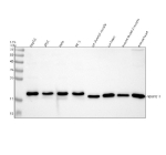 Western blot analysis of NDUFB11 using anti-NDUFB11 antibody. Electrophoresis was performed on a 12% SDS-PAGE gel at 80V (Stacking gel) / 120V (Resolving gel) for 2 hours. Lane 1: human HepG2 whole cell lysates, Lane 2: human 293T whole cell lysates, Lane 3: human Hela whole cell lysates, Lane 4: human PC-3 whole cell lysates, Lane 5: rat skeletal muscle tissue lysates, Lane 6: rat heart tissue lysates, Lane 7: mouse skeletal muscle tissue lysates, Lane 8: mouse heart tissue lysates. After electrophoresis, proteins were transferred to a nitrocellulose membrane at 150 mA for 50-90 minutes. Blocked the membrane with 5% non-fat milk/TBS for 1.5 hour at RT. The membrane was incubated with rabbit anti-NDUFB11 antibody at 1:1000 overnight at 4oC, then washed with TBS-0.1%Tween 3 times with 5 minutes each and probed with a goat anti-rabbit IgG-HRP secondary antibody at a dilution of 1:5000 for 1.5 hour at RT. The signal was developed using an ECL Plus Western Blotting Substrate. The expected molecular weight of NDUFB11 is ~18 kDa.