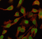 Immunofluorescent staining of OTUD4 using anti-OTUD4 antibody (green) and anti-Beta Tubulin antibody (red). OTUD4 was detected in an immunocytochemical section of Hela cells. Enzyme antigen retrieval was performed using IHC enzyme antigen retrieval reagent for 15 mins. The cells were blocked with 10% goat serum. And then incubated with 5 ug/ml rabbit anti-OTUD4 antibody and mouse anti-Beta Tubulin antibody overnight at 4oC. DyLight 488 Conjugated Goat Anti-Rabbit IgG and Cy3 Conjugated Goat Anti-Mouse IgG were used as secondary antibody at 1:500 dilution and incubated for 30 minutes at 37oC. Visualize using a fluorescence microscope and filter sets appropriate for the label used.