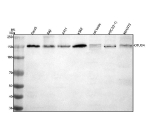 Western blot analysis of OTUD4 using anti-OTUD4 antibody. Electrophoresis was performed on a 8% SDS-PAGE gel at 80V (Stacking gel) / 120V (Resolving gel) for 2 hours. Lane 1: human Daudi whole cell lysates, Lane 2: human Raji whole cell lysates, Lane 3: human whole cell lysates, Lane 4: human K562 whole cell lysates, Lane 5: rat testis tissue lysates, Lane 6: rat H9C2(2-1) whole cell lysates, Lane 7: mouse NIH/3T3 whole cell lysates. After electrophoresis, proteins were transferred to a nitrocellulose membrane at 150 mA for 50-90 minutes. Blocked the membrane with 5% non-fat milk/TBS for 1.5 hour at RT. The membrane was incubated with rabbit anti-OTUD4 antibody at 0.5 ug/ml overnight at 4oC, then washed with TBS-0.1%Tween 3 times with 5 minutes each and probed with a goat anti-rabbit IgG-HRP secondary antibody at a dilution of 1:5000 for 1.5 hour at RT. The signal was developed using an ECL Plus Western Blotting Substrate. OTUD4 western blot across cell lines shows a predominant band at ~150 kDa. Although the theoretical mass is ~124 kDa, OTUD4 commonly migrates higher on SDS-PAGE due to extensive low-complexity regions and post-translational modifications, consistent with the observed band.