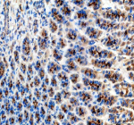 Immunohistochemical staining of ABCG5 using anti-ABCG5 antibody. ABCG5 was detected in a paraffin-embedded section of mouse stomach tissue. Heat mediated antigen retrieval was performed in EDTA buffer (pH 8.0, epitope retrieval solution). The tissue section was blocked with 10% goat serum. The tissue section was then incubated with 2 ug/ml rabbit anti-ABCG5 antibody overnight at 4oC. Peroxidase Conjugated Goat Anti-rabbit IgG was used as secondary antibody and incubated for 30 minutes at 37oC. The tissue section was developed using an HRP secondary and DAB substrate.