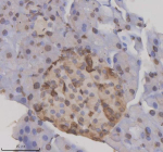Immunohistochemical staining of NUPR1 using anti-NUPR1 antibody. NUPR1 was detected in a paraffin-embedded section of mouse pancreas tissue. Heat mediated antigen retrieval was performed in EDTA buffer (pH 8.0, epitope retrieval solution). The tissue section was blocked with 10% goat serum. The tissue section was then incubated with 2 ug/ml rabbit anti-NUPR1 antibody overnight at 4oC. Peroxidase Conjugated Goat Anti-rabbit IgG was used as secondary antibody and incubated for 30 minutes at 37oC. The tissue section was developed using an HRP secondary and DAB substrate.