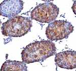Immunohistochemical staining of STAMBP using anti-STAMBP antibody. STAMBP was detected in a paraffin-embedded section of rat testis tissue. Heat mediated antigen retrieval was performed in EDTA buffer (pH 8.0, epitope retrieval solution). The tissue section was blocked with 10% goat serum. The tissue section was then incubated with 2 ug/ml rabbit anti-STAMBP antibody overnight at 4oC. Peroxidase Conjugated Goat Anti-rabbit IgG was used as secondary antibody and incubated for 30 minutes at 37oC. The tissue section was developed using an HRP secondary and DAB substrate.
