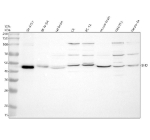 Western blot analysis of SHD using anti-SHD antibody. Electrophoresis was performed on a 10% SDS-PAGE gel at 80V (Stacking gel) / 120V (Resolving gel) for 2 hours. Lane 1: human SH-SY5Y whole cell lysates, Lane 2: human SK-N-SH whole cell lysates, Lane 5: rat brain tissue lysates, Lane 6: rat C6 whole cell lysates, Lane 5: rat PC-12 whole cell lysates, Lane 6: mouse brain tissue lysates, Lane 7: mouse NIH/3T3 whole cell lysates, Lane 8: mouse Neuro-2a whole cell lysates. After electrophoresis, proteins were transferred to a nitrocellulose membrane at 150 mA for 50-90 minutes. Blocked the membrane with 5% non-fat milk/TBS for 1.5 hour at RT. The membrane was incubated with rabbit anti-SHD antibody at 0.5 ug/ml overnight at 4oC, then washed with TBS-0.1%Tween 3 times with 5 minutes each and probed with a goat anti-rabbit IgG-HRP secondary antibody at a dilution of 1:5000 for 1.5 hour at RT. The signal was developed using an ECL Plus Western Blotting Substrate. A ~45 kDa band with a closely spaced lower band is detected across samples, running higher than the ~38 kDa prediction. The doublet pattern is consistent with phosphorylation-dependent mobility and minor isoform differences reported for SH2-domain adaptor proteins.