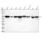 Western blot analysis of ABCE1 using anti-ABCE1 antibody. Lane 1: human HepG2 whole cell lysates, Lane 2: human whole cell lysates, Lane 3: human U20S whole cell lysates, Lane 4: human Jurkat whole cell lysates, Lane 5: rat brain tissue lysates, Lane 6: mouse brain tissue lysates, Lane 7: mouse 4T1 whole cell lysates, Laen 8: mouse NIH/3T3 whole cell lysate. After electrophoresis, proteins were transferred to a nitrocellulose membrane at 150 mA for 50-90 minutes. Blocked the membrane with 5% non-fat milk/TBS for 1.5 hour at RT. The membrane was incubated with rabbit anti-ABCE1 antibody at 0.5 ug/ml overnight at 4oC, then washed with TBS-0.1%Tween 3 times with 5 minutes each and probed with a goat anti-rabbit IgG-HRP secondary antibody at a dilution of 1:5000 for 1.5 hour at RT. The signal was developed using enhanced chemiluminescent. A specific band was detected for ABCE1 at approximately 67 kDa. The expected molecular weight of ABCE1 is ~67 kDa.