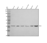 Western blot analysis of STX4 using anti-STX4 antibody. Electrophoresis was performed on a 10% SDS-PAGE gel at 80V (Stacking gel) / 120V (Resolving gel) for 2 hours. Lane 1: rat liver tissue lysates, Lane 2: rat RH35 whole cell lysates, Lane 3: rat PC-12 whole cell lysates, Lane 4: mouse liver tissue lysates, Lane 5: mouse NIH/3T3 whole cell lysates, Lane 6: mouse HEPA1-6 whole cell lysates. After electrophoresis, proteins were transferred to a nitrocellulose membrane at 150 mA for 50-90 minutes. Blocked the membrane with 5% non-fat milk/TBS for 1.5 hour at RT. The membrane was incubated with rabbit anti-STX4 antibody at 0.5 ug/ml overnight at 4oC, then washed with TBS-0.1%Tween 3 times with 5 minutes each and probed with a goat anti-rabbit IgG-HRP secondary antibody at a dilution of 1:5000 for 1.5 hour at RT. The signal was developed using an ECL Plus Western Blotting Substrate. A single band just above the 36 kDa marker is detected across samples, consistent with the reported ~35-37 kDa migration of syntaxin-4 and minor phosphorylation-dependent mobility variation.