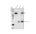 Immunoprecipitating GGA2 in HepG2 whole cell lysate. Western blot analysis of GGA2 using anti-GGA2 antibody; Lane 1: HepG2 whole cell lysates (30ug); Lane 2: Rabbit control IgG instead of anti-GGA2 antibody in HepG2 whole cell lysate; Lane 3: anti-GGA2 antibody (2ug) + HepG2 whole cell lysate (500ug). After electrophoresis, proteins were transferred to a membrane. Then the membrane was incubated with rabbit anti-GGA2 antibody at a dilution of 0.5 ug/ml and probed with a goat anti-rabbit IgG-HRP secondary antibody. The signal is developed using ECL Plus Western Blotting Substrate. The expected molecular weight of GGA2 is at 67 kDa.