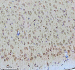 Immunohistochemical staining of Tuberin/TSC2 (Phospho-S939) using anti-Phospho-Tuberin (pSer939) antibody. Tuberin/TSC2 (Phospho-S939) was detected in a paraffin-embedded section of mouse brain tissue. Heat mediated antigen retrieval was performed in EDTA buffer (pH 8.0, epitope retrieval solution). The tissue section was blocked with 10% goat serum. The tissue section was then incubated with a dilution of 1:50 rabbit anti-Phospho-Tuberin (Ser939) antibody overnight at 4oC. Peroxidase Conjugated Goat Anti-rabbit IgG was used as secondary antibody and incubated for 30 minutes at 37oC. The tissue section was developed using an HRP secondary and DAB substrate.