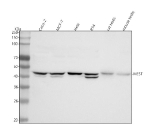 Western blot analysis of MEST using anti-MEST antibody. Lane 1: human Caco-2 whole cell lysates, Lane 2: human MCF-7 whole cell lysates, Lane 3: human Hela whole cell lysates, Lane 4: human RT4 whole cell lysates, Lane 5: rat testis tissue lysates, Lane 6: mouse testis tissue lysates. After electrophoresis, proteins were transferred to a nitrocellulose membrane at 150 mA for 50-90 minutes. Blocked the membrane with 5% non-fat milk/TBS for 1.5 hour at RT. The membrane was incubated with rabbit anti-MEST antibody at 0.5 ug/ml overnight at 4oC, then washed with TBS-0.1%Tween 3 times with 5 minutes each and probed with a goat anti-rabbit IgG-HRP secondary antibody at a dilution of 1:5000 for 1.5 hour at RT. The signal was developed using enhanced chemiluminescent. A dominant band at ~43 kDa with a weaker ~40 kDa species is detected across samples. The small upward shift relative to the ~40 kDa prediction and the paired bands are consistent with glycosylation-dependent mobility and a minor hypoglycosylated or isoform pool of MEST.