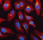 GALNT2 Antibody HeLa Cell IF. Immunofluorescence analysis of HeLa cells using GALNT2 Antibody (green) and alpha tubulin antibody (red). Cells were treated with enzyme antigen retrieval reagent for 15 minutes prior to blocking with goat serum and overnight incubation with GALNT2 Antibody (5 ug/mL) and alpha tubulin antibody at 4Â°C. Fluoro488- and Cy3-conjugated secondary antibodies were used for detection, and DAPI (blue) was used as a nuclear counterstain. GALNT2 displays concentrated perinuclear staining consistent with Golgi localization, while alpha tubulin highlights the cytoskeletal network. These results support the use of GALNT2 Antibody / O-Glycosylation Enzyme Antibody for studying GALNT2 expression, Golgi organization and protein O-glycosylation.