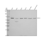 Western blot analysis of NR1D1 using anti-NR1D1 antibody. Electrophoresis was performed on a 10% SDS-PAGE gel at 80V (Stacking gel) / 120V (Resolving gel) for 2 hours. Lane 1: human whole cell lysates, Lane 2: human U251 whole cell lysates, Lane 3: human U2OS whole cell lysates, Lane 4: human Hacat whole cell lysates, Lane 5: rat heart tissue lysates, Lane 6: mouse heart tissue lysates. After electrophoresis, proteins were transferred to a nitrocellulose membrane at 150 mA for 50-90 minutes. Blocked the membrane with 5% non-fat milk/TBS for 1.5 hour at RT. The membrane was incubated with rabbit anti-NR1D1 antibody at 0.5 ug/ml overnight at 4oC, then washed with TBS-0.1%Tween 3 times with 5 minutes each and probed with a goat anti-rabbit IgG-HRP secondary antibody at a dilution of 1:5000 for 1.5 hour at RT. The signal was developed using an ECL Plus Western Blotting Substrate. A specific band was detected for NR1D1 at approximately 67 kDa. The expected molecular weight of NR1D1 is ~67 kDa.