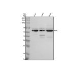 Western blot analysis of NEU3 using anti-NEU3 antibody. Electrophoresis was performed on a 10% SDS-PAGE gel at 80V (Stacking gel) / 120V (Resolving gel) for 2 hours. Lane 1: human 293T whole cell lysates, Lane 2: human Jurkat whole cell lysates, Lane 3: human K562 whole cell lysates. After electrophoresis, proteins were transferred to a nitrocellulose membrane at 150 mA for 50-90 minutes. Blocked the membrane with 5% non-fat milk/TBS for 1.5 hour at RT. The membrane was incubated with rabbit anti-NEU3 antibody at 0.5 ug/ml overnight at 4oC, then washed with TBS-0.1%Tween 3 times with 5 minutes each and probed with a goat anti-rabbit IgG-HRP secondary antibody at a dilution of 1:5000 for 1.5 hour at RT. The signal was developed using an ECL Plus Western Blotting Substrate. A predominant doublet at ~55-65 kDa is detected, running above the ~48 kDa prediction and consistent with differential N-glycosylation of NEU3. Additional lower doublet species vary by sample and are consistent with partially glycosylated or proteolytically processed forms commonly observed for membrane-associated sialidases.