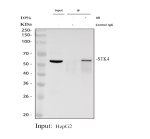 STK4 Antibody by IP and WB in HepG2 cells. Immunoprecipitation of STK4 from human HepG2 lysate using rabbit polyclonal STK4 Antibody, followed by western blot detection. Lane 1: HepG2 input (30 ug); lane 2: rabbit control IgG IP; lane 3: IP using 2 ug antibody with 500 ug lysate. Western blot detection used the same antibody at 0.5 ug/ml. A distinct band near 56 kDa appears in the input and antibody IP lanes but is absent from the control IgG lane, supporting antibody-dependent enrichment. This Mammalian STE20-like Kinase 1 Polyclonal Antibody demonstrates IP activity.