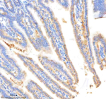 Immunohistochemical staining of BDKRB2 using anti-BDKRB2 antibody. BDKRB2 was detected in a paraffin-embedded section of mouse small intestine tissue. Heat mediated antigen retrieval was performed in EDTA buffer (pH 8.0, epitope retrieval solution). The tissue section was blocked with 10% goat serum. The tissue section was then incubated with 1:200 rabbit anti-BDKRB2 antibody overnight at 4oC. Peroxidase Conjugated Goat Anti-rabbit IgG was used as secondary antibody and incubated for 30 minutes at 37oC. The tissue section was developed using an HRP secondary and DAB substrate.
