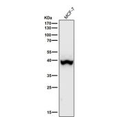 Western blot using the Phospho-p38 (pThr180) antibody and MCF-7 cell lysate shows a predominant band at ~38-40 kDa consistent with p38 alpha, with a faint higher species (~41-42 kDa) attributable to p38 beta or a more highly phosphorylated pool.