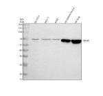 Western blot analysis of FBXW8 using anti-FBXW8 antibody. Electrophoresis was performed on a 10% SDS-PAGE gel at 80V (Stacking gel) / 120V (Resolving gel) for 2 hours. Lane 1: human SH-SY5Y whole cell lysates, Lane 2: human MCF-7 whole cell lysates, Lane 3: human whole cell lysates, Lane 4: rat small intestine tissue lysates, Lane 5: rat lung tissue lysates. After electrophoresis, proteins were transferred to a nitrocellulose membrane at 150 mA for 50-90 minutes. Blocked the membrane with 5% non-fat milk/TBS for 1.5 hour at RT. The membrane was incubated with rabbit anti-FBXW8 antibody at 0.5 ug/ml overnight at 4oC, then washed with TBS-0.1%Tween 3 times with 5 minutes each and probed with a goat anti-rabbit IgG-HRP secondary antibody at a dilution of 1:5000 for 1.5 hour at RT. The signal was developed using an ECL Plus Western Blotting Substrate. A specific band was detected for FBXW8 at approximately 67 kDa. The expected molecular weight of FBXW8 is ~67 kDa.