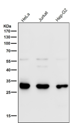 VAPA Antibody Human Cell Line WB. Western blot analysis of human HeLa, Jurkat, and HepG2 cell lysates using VAPA Antibody / Vesicle-Associated Membrane Protein-Associated Protein A demonstrates a prominent band at approximately 28-33 kDa, consistent with the predicted molecular weight of VAPA. Additional weaker bands observed in some samples may represent alternative isoforms, post-translationally modified forms, or minor cross-reactive species. VAPA is an endoplasmic reticulum-associated membrane protein involved in intracellular trafficking, membrane contact site formation, lipid transport, and organelle communication. The observed expression across multiple human cell lines supports application of this antibody for Western blot detection of VAPA in human cellular systems. Antibody incubation was performed at a 1:1000 dilution for 1 hour at room temperature.