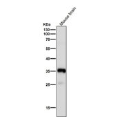 Western blot testing of mouse brain tissue lysate using the Phospho-Nucleophosmin (pSer125) antibody at 1:3000 dilution for 1 hour at room temperature. A predominant band is observed at ~35 kDa, consistent with phosphorylated NPM1 migrating slightly above its predicted 33 kDa. An additional ~26 kDa species is detected, consistent with a Ser125-containing proteolytic fragment of NPM1 that appears in some cell lysates.
