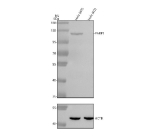 PARP1 Antibody Human HeLa Cell KO WB. Western blot analysis of PARP1 using anti-PARP1 antibody. Electrophoresis was performed on a 8% SDS-PAGE gel at 80V (Stacking gel) / 120V (Resolving gel) for 2 hours. Lane 1: human Hela- WT whole cell lysates, Lane 2: human Hela-PARP1 KO whole cell lysates. After electrophoresis, proteins were transferred to a nitrocellulose membrane at 150 mA for 50-90 minutes. Blocked the membrane with 5% non-fat milk/TBS for 1.5 hour at RT. Then the membrane was incubated with rabbit anti-PARP1 antibody at 0.5 ug/ml overnight at 4oC, then washed with TBS-0.1%Tween 3 times with 5 minutes each and probed with a goat anti-rabbit IgG-HRP secondary antibody at a dilution of 1:5000 for 1.5 hour at RT. The signal was developed using an ECL Plus Western Blotting Substrate. A specific band was detected for PARP1 at approximately 113 kDa. The expected molecular weight of PARP1 is ~113 kDa.