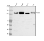 PARP1 Antibody Human Cell Line WB. Western blot analysis of PARP1 using anti-PARP1 antibody. Lane 1: human Jurkat whole cell lysates, Lane 2: human K562 whole cell lysates, Lane 3: human whole cell lysates, Lane 4: human Hela whole cell lysates. After electrophoresis, proteins were transferred to a nitrocellulose membrane at 150 mA for 50-90 minutes. Blocked the membrane with 5% non-fat milk/TBS for 1.5 hour at RT. The membrane was incubated with rabbit anti-PARP1 antibody at 0.5 ug/ml overnight at 4oC, then washed with TBS-0.1%Tween 3 times with 5 minutes each and probed with a goat anti-rabbit IgG-HRP secondary antibody at a dilution of 1:5000 for 1.5 hour at RT. The signal was developed using enhanced chemiluminescent. A specific band was detected for PARP1 at approximately 113 kDa. The expected molecular weight of PARP1 is ~113 kDa.