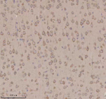 Immunohistochemical staining of OPN3 using anti-OPN3 antibody. OPN3 was detected in a paraffin-embedded section of mouse brain tissue. Heat mediated antigen retrieval was performed in EDTA buffer (pH 8.0, epitope retrieval solution). The tissue section was blocked with 10% goat serum. The tissue section was then incubated with 2 ug/ml rabbit anti-OPN3 antibody overnight at 4oC. Peroxidase Conjugated Goat Anti-rabbit IgG was used as secondary antibody and incubated for 30 minutes at 37oC. The tissue section was developed using an HRP secondary and DAB substrate.